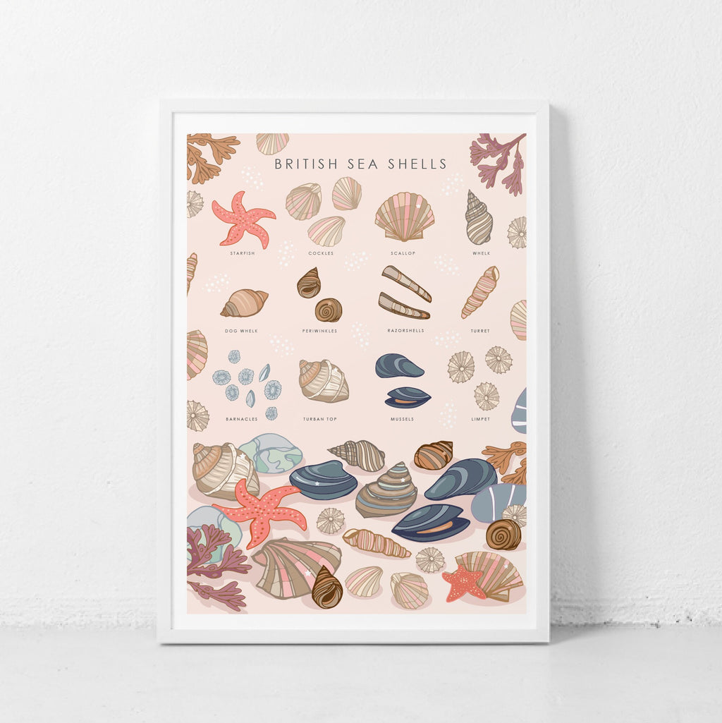 British Sea Shells Nature Guide Wall Art Print