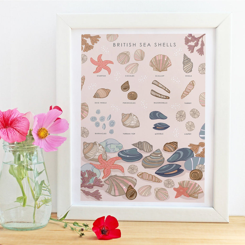 British Sea Shells Nature Guide Wall Art Print