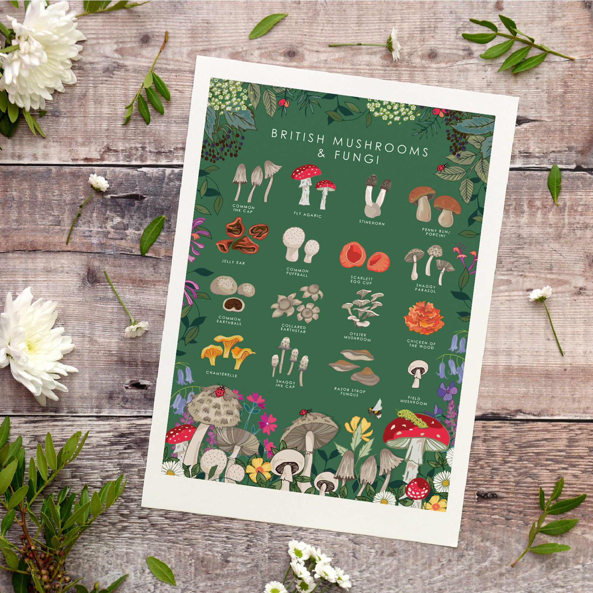 British Mushrooms and Fungi Nature Guide Wall Art Print
