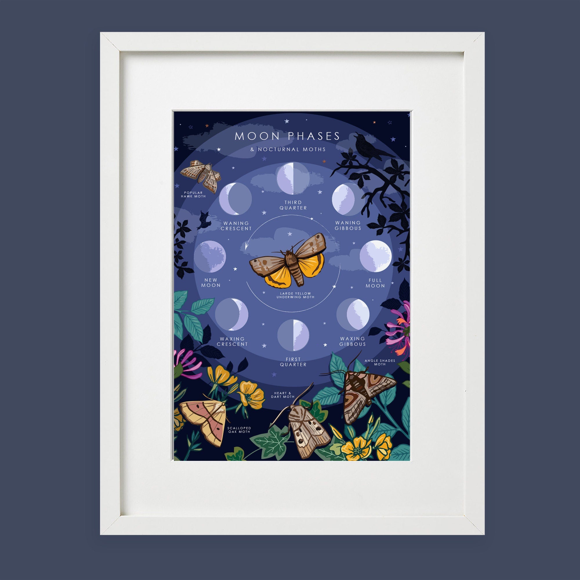 Moon Phases and Nocturnal Moths Nature Guide Print