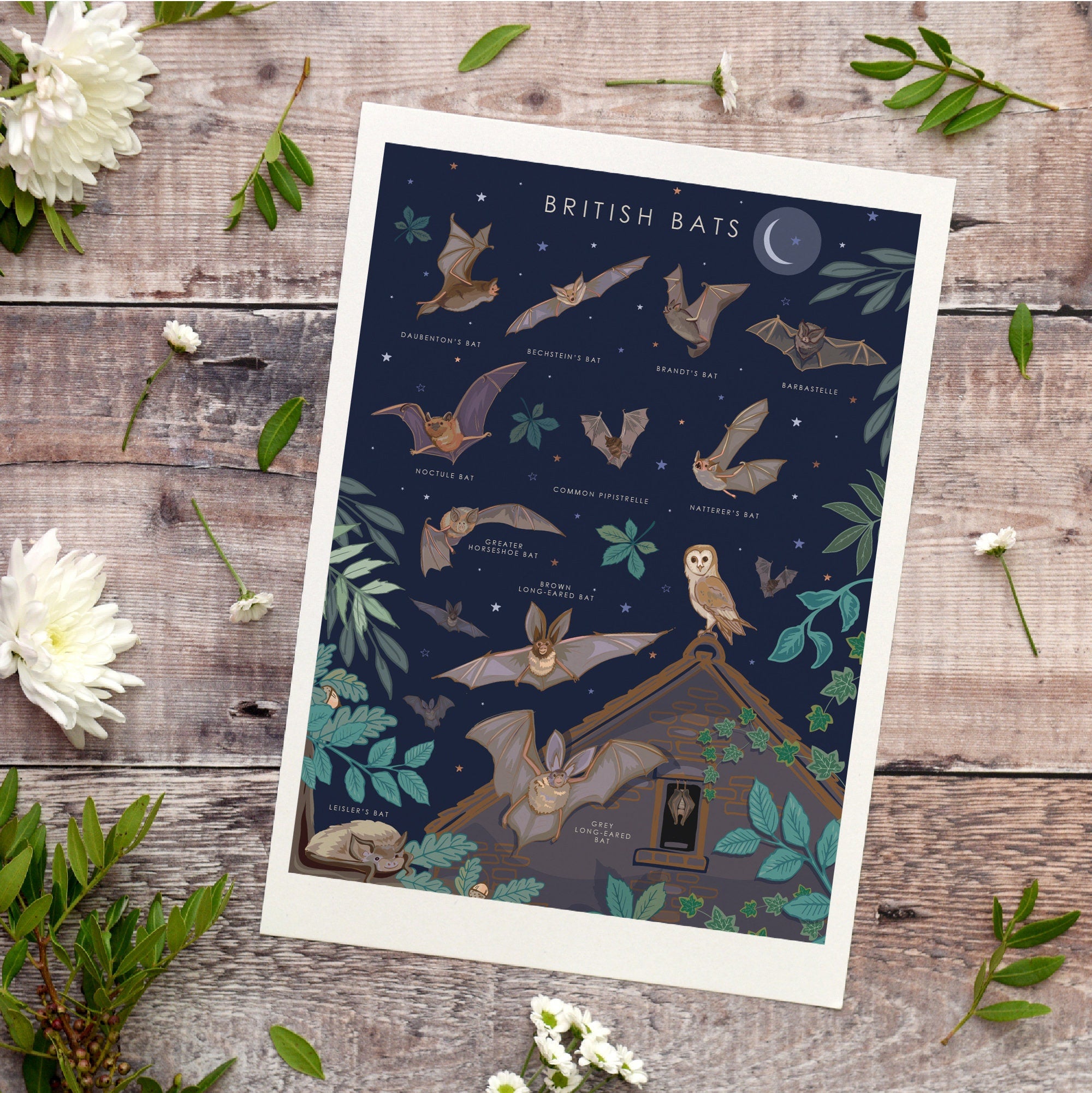 British Bats Nature Guide Wall Art