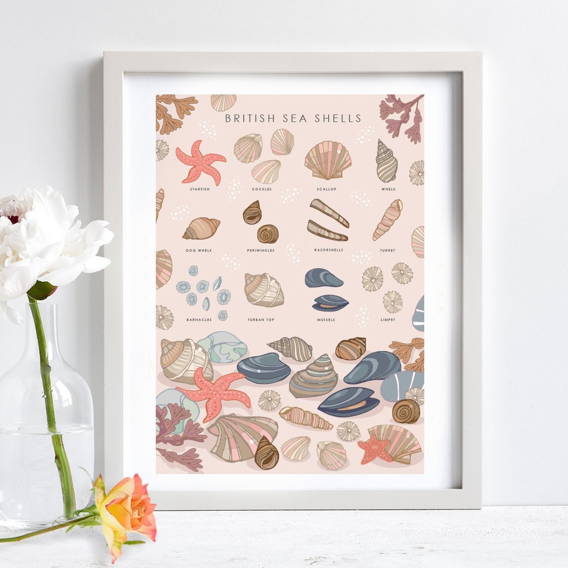 British Sea Shells Nature Guide Wall Art Print