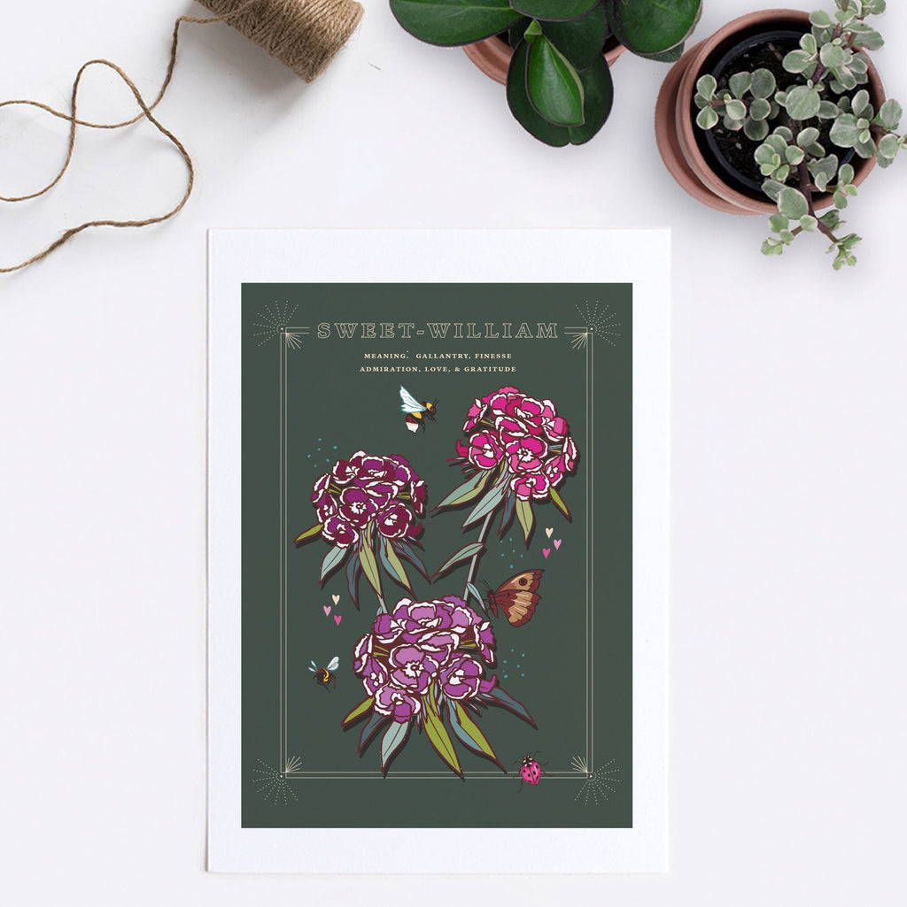 Sweet William Wall Art Print, Flower Meaning Illustration Print