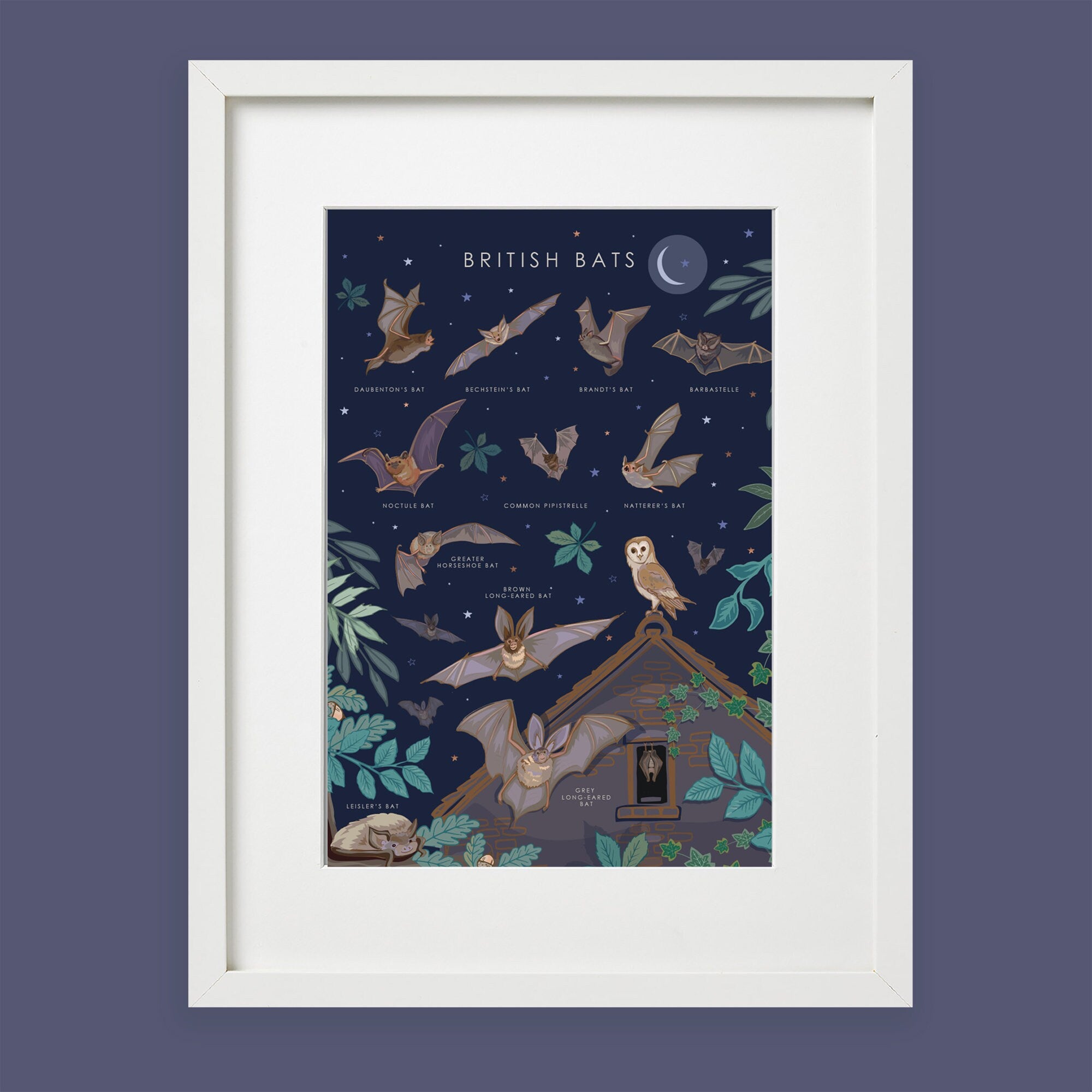 British Bats Nature Guide Wall Art