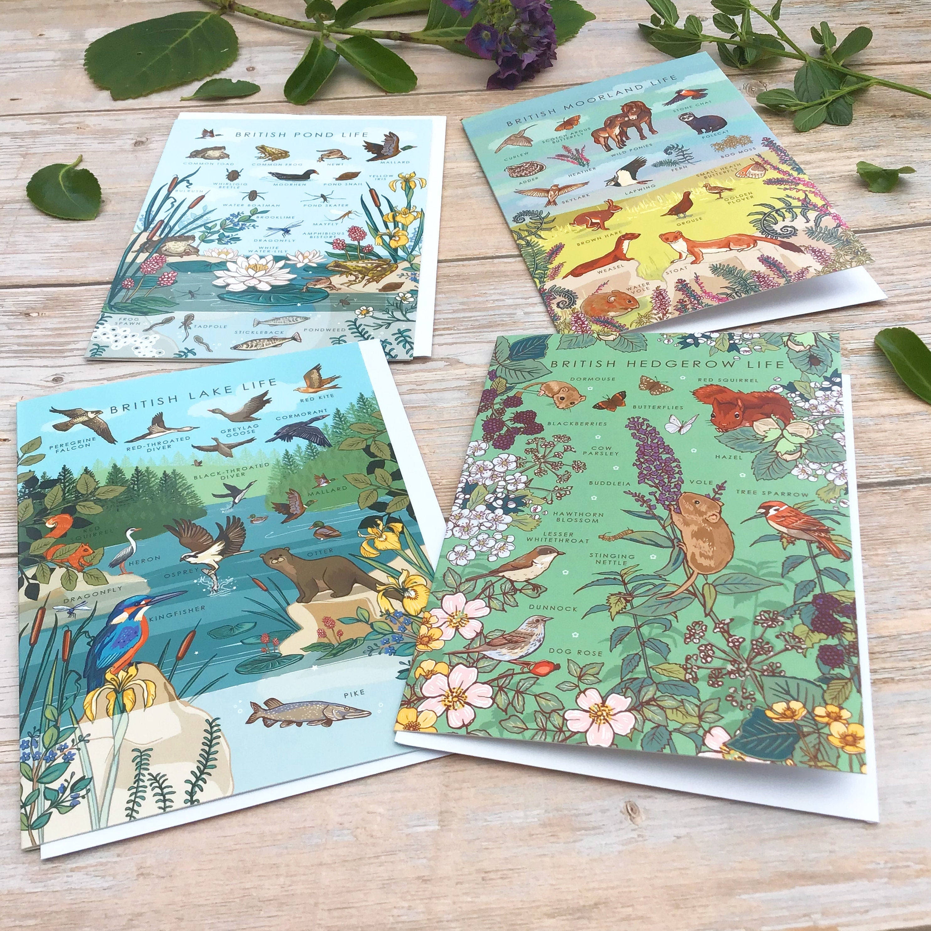 Set of 4 British Nature Guide Cards: Hedgerow, Moorland, Pond and Lake Life