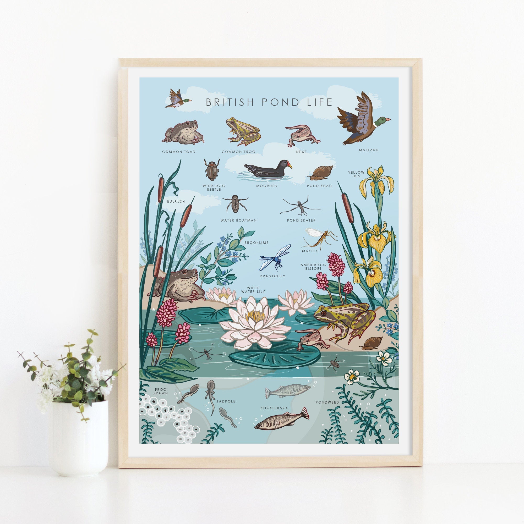 British Nature Guide Art Print, Pond Life Poster of Frogs & Newts