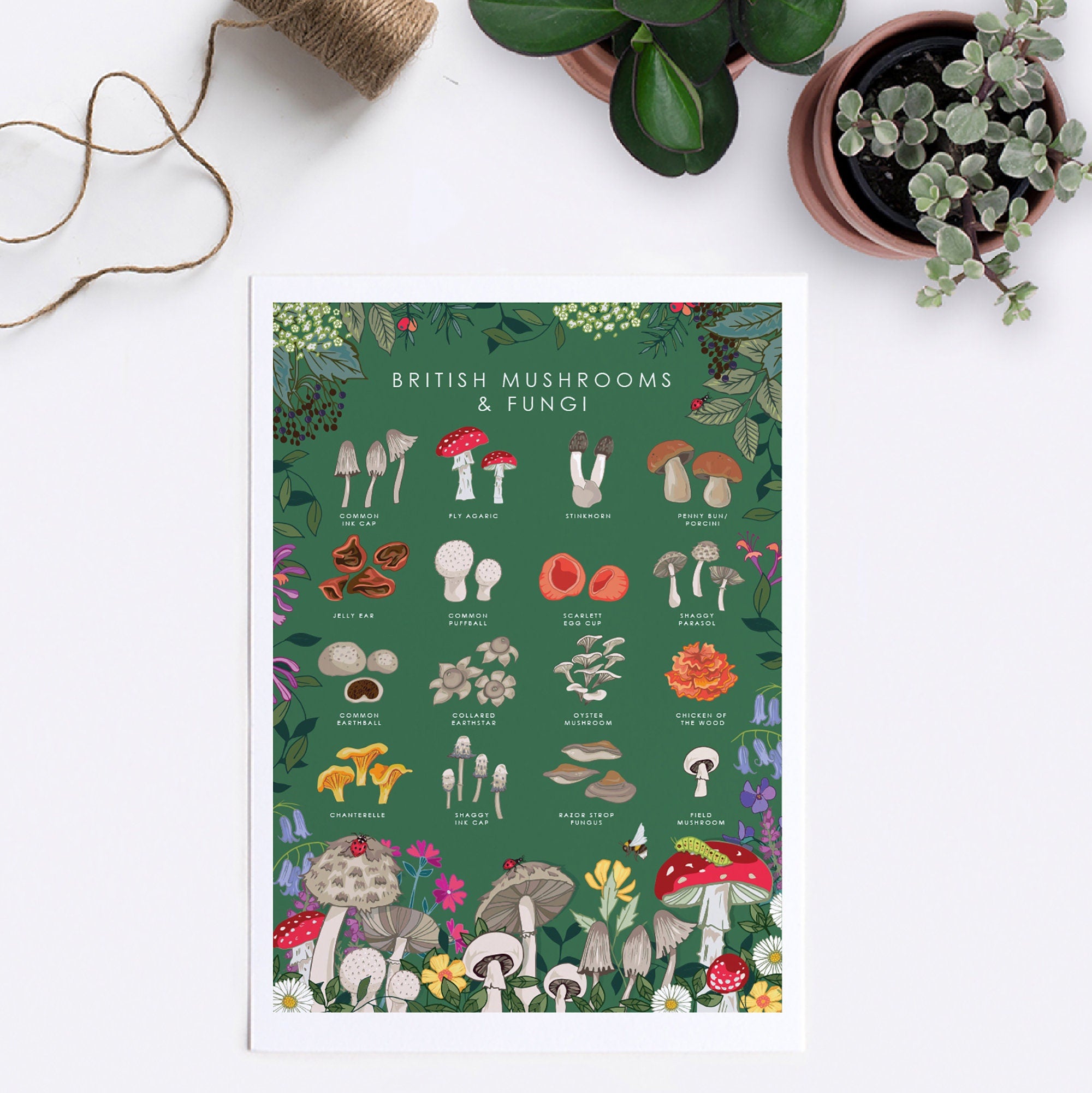 British Mushrooms and Fungi Nature Guide Wall Art Print