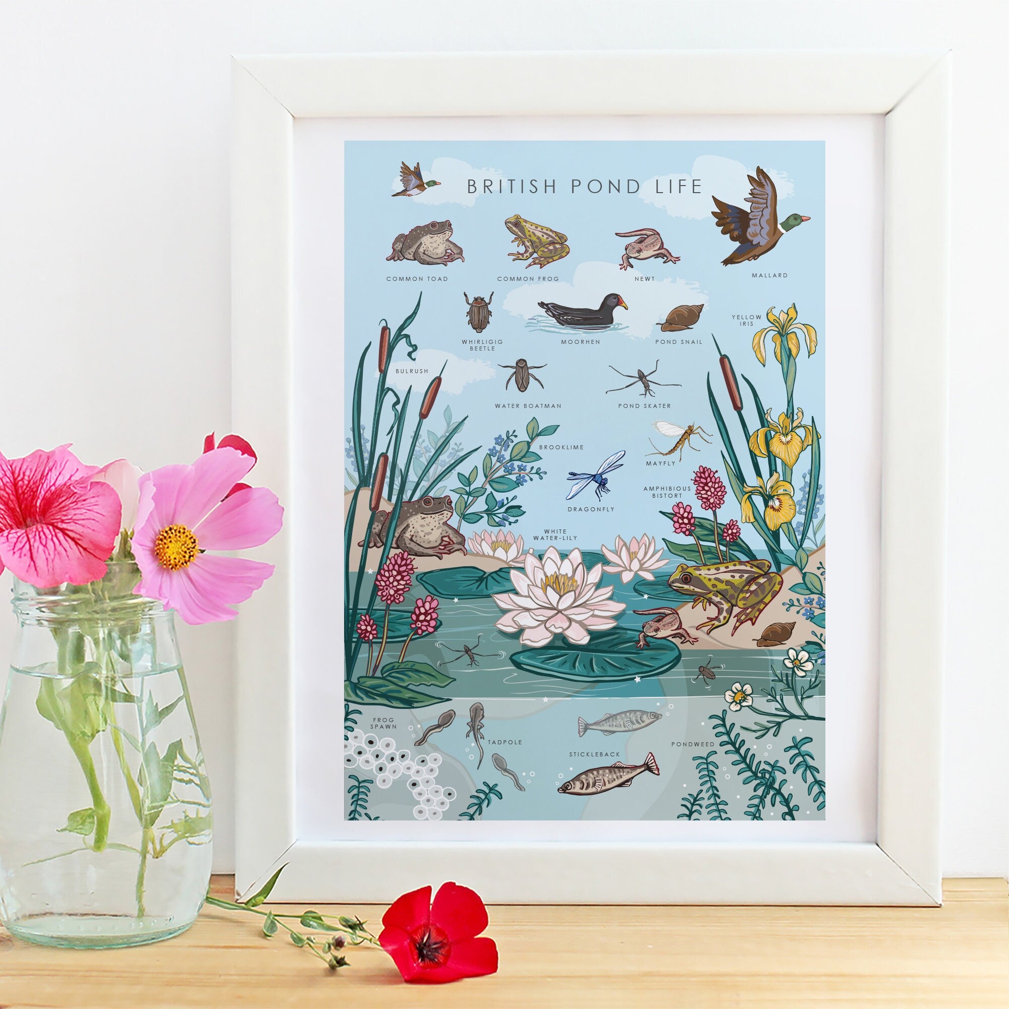 British Nature Guide Art Print, Pond Life Poster of Frogs & Newts
