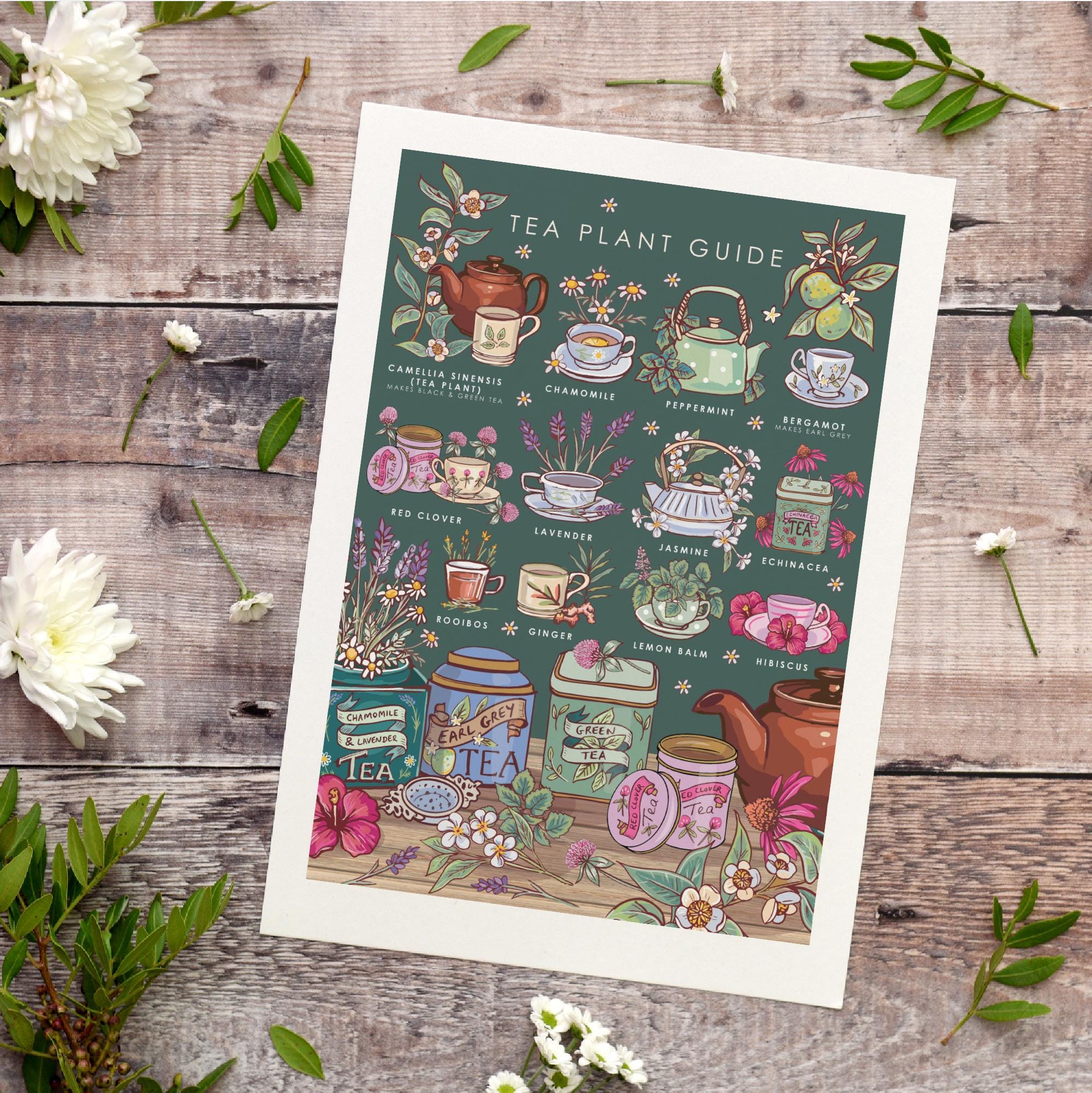 Tea Plants Nature Guide Wall Art Print