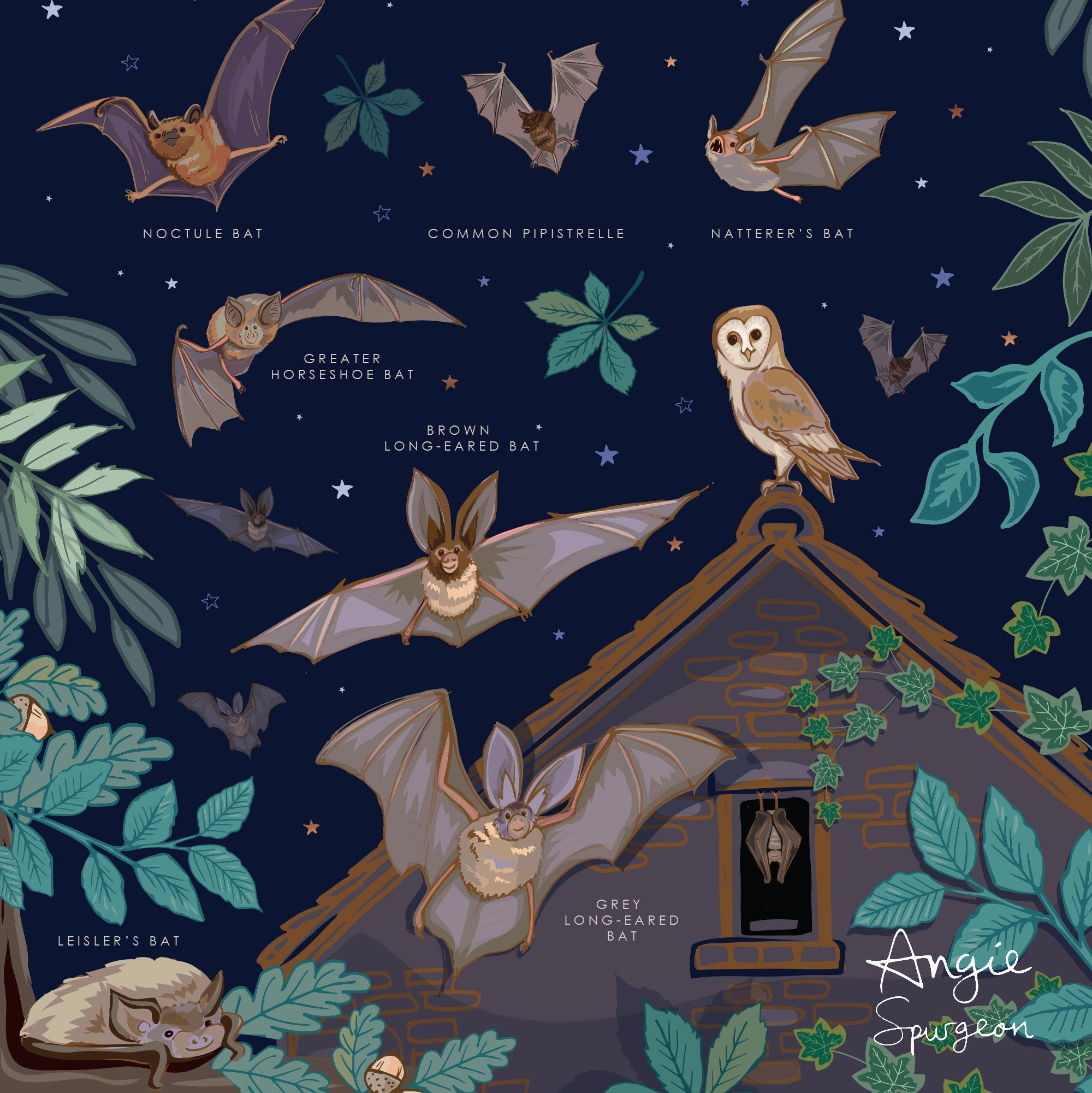 British Bats Nature Guide Wall Art