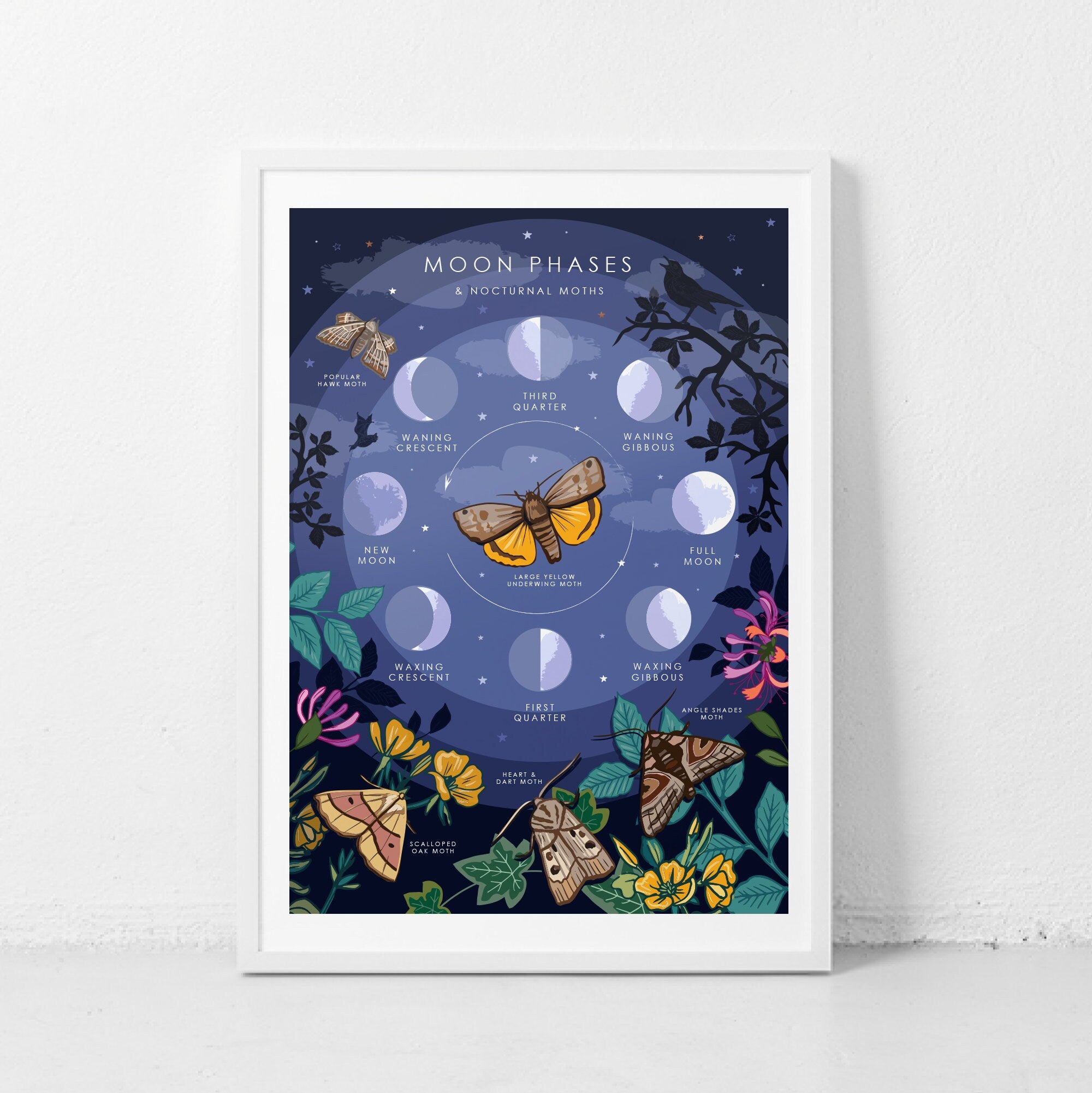 Moon Phases and Nocturnal Moths Nature Guide Print