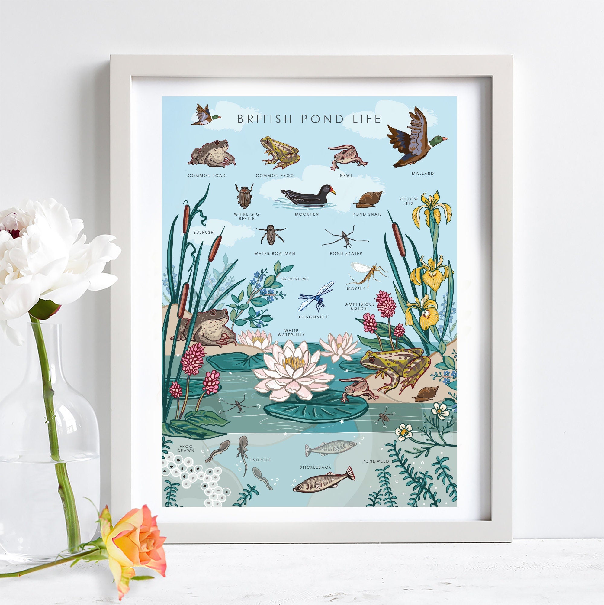 British Nature Guide Art Print, Pond Life Poster of Frogs & Newts