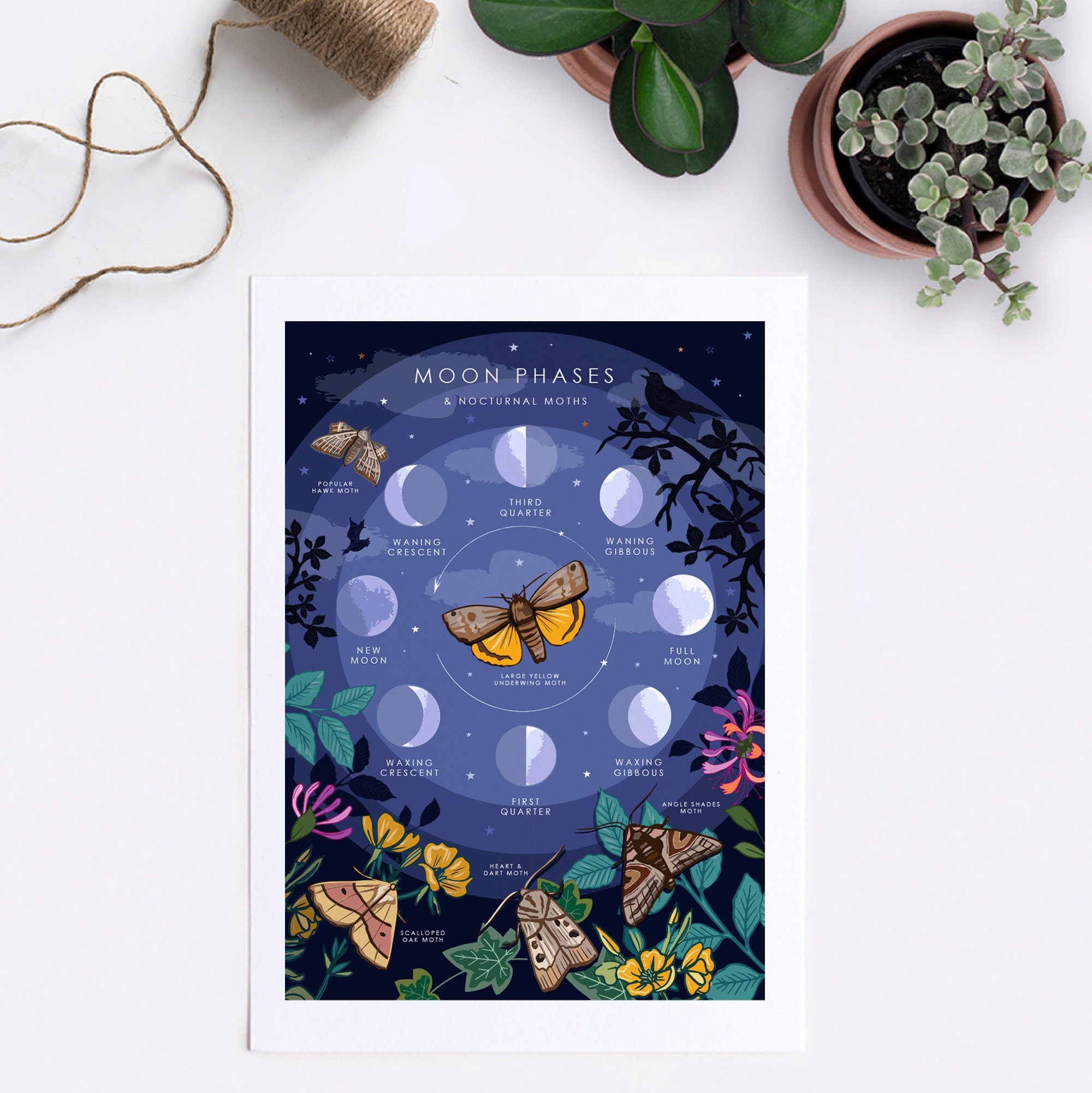 Moon Phases and Nocturnal Moths Nature Guide Print
