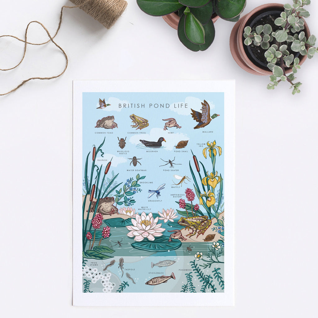 British Nature Guide Art Print, Pond Life Poster of Frogs & Newts