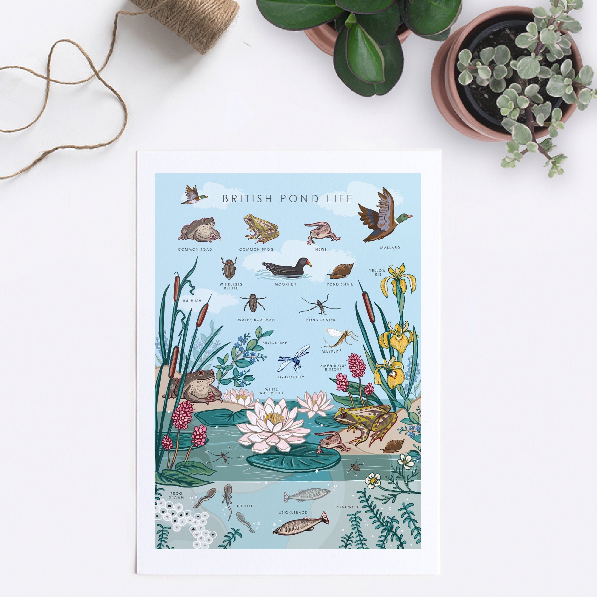 British Nature Guide Art Print, Pond Life Poster of Frogs & Newts