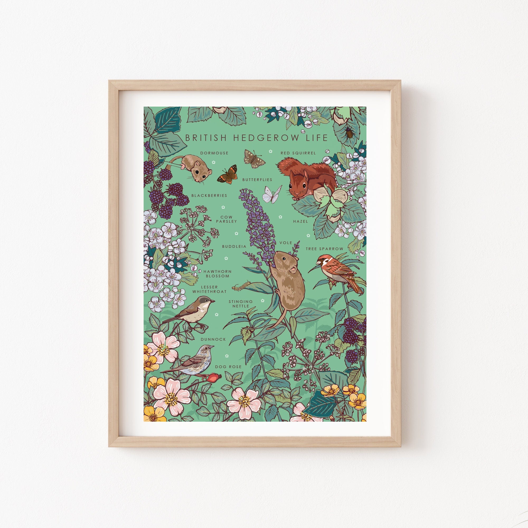 British Hedgerow Life Nature Guide Wall Art Print