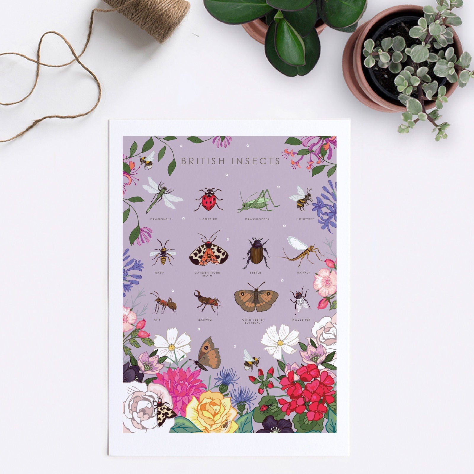 British Insects Nature Guide Wall Art Print
