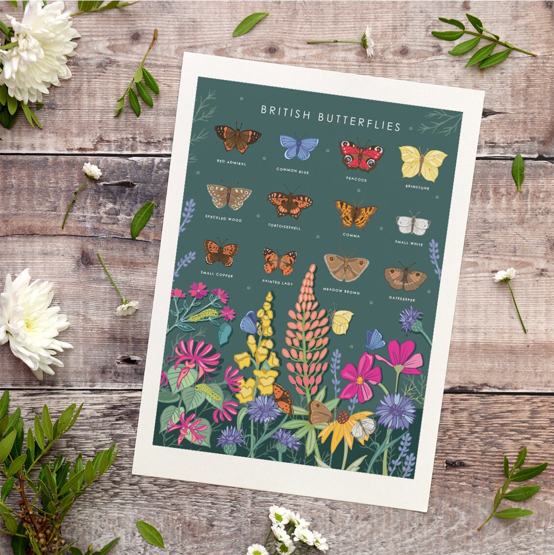 British Butterflies Nature Guide Wall Art Print