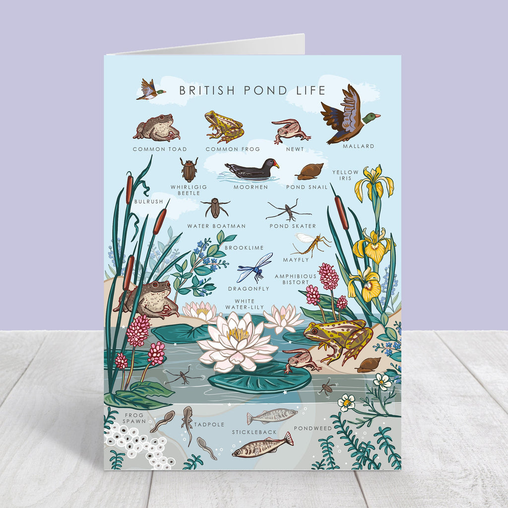 Set of 4 British Nature Guide Cards: Hedgerow, Moorland, Pond and Lake Life