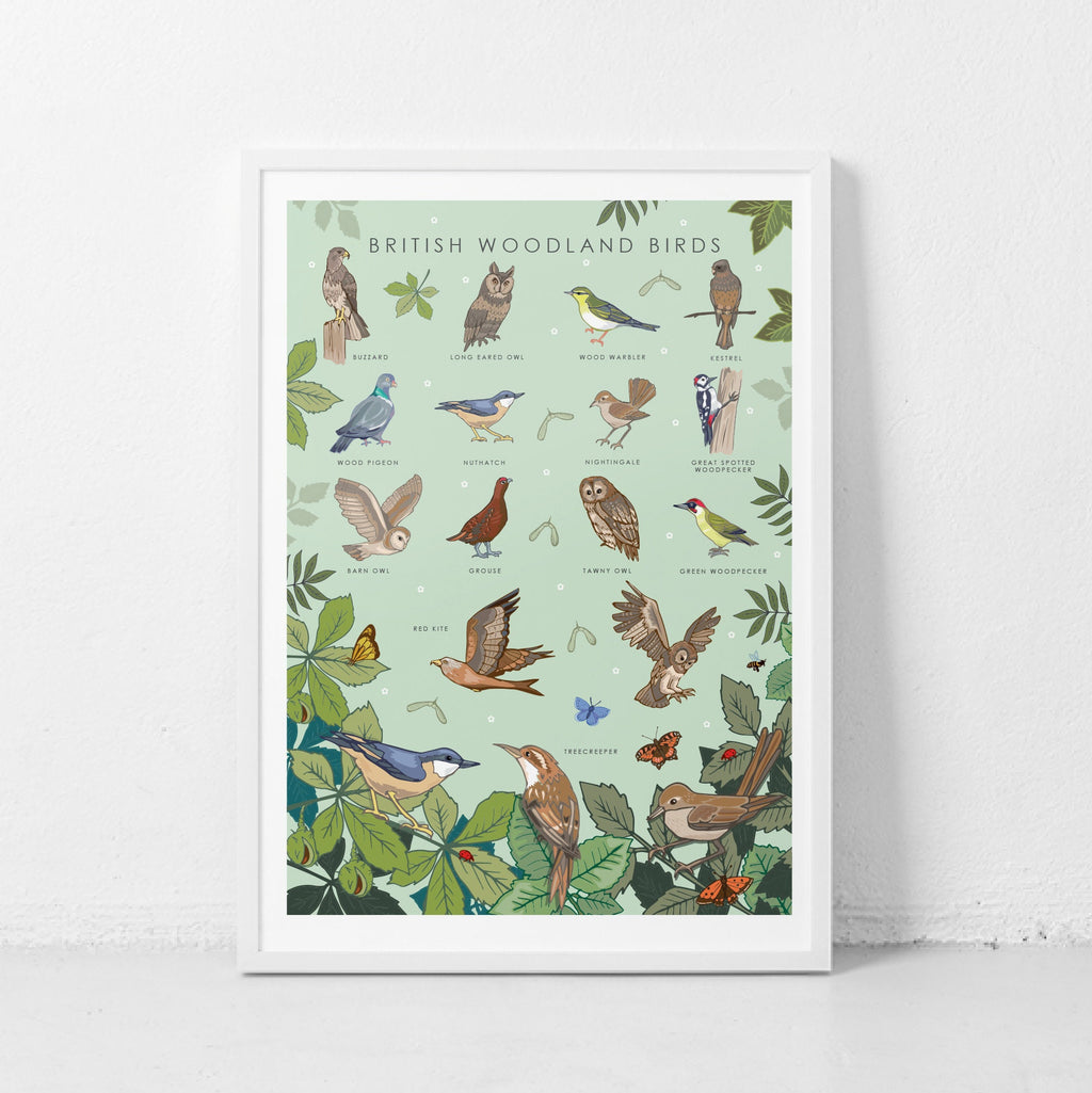 British Woodland Birds Nature Guide Wall Art Print