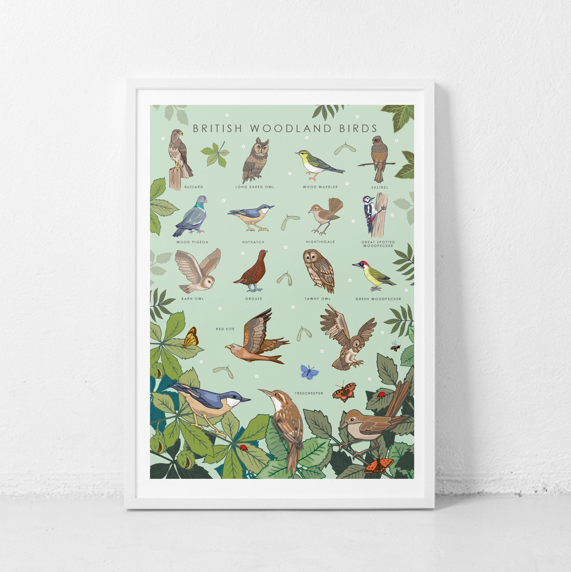 British Woodland Birds Nature Guide Wall Art Print
