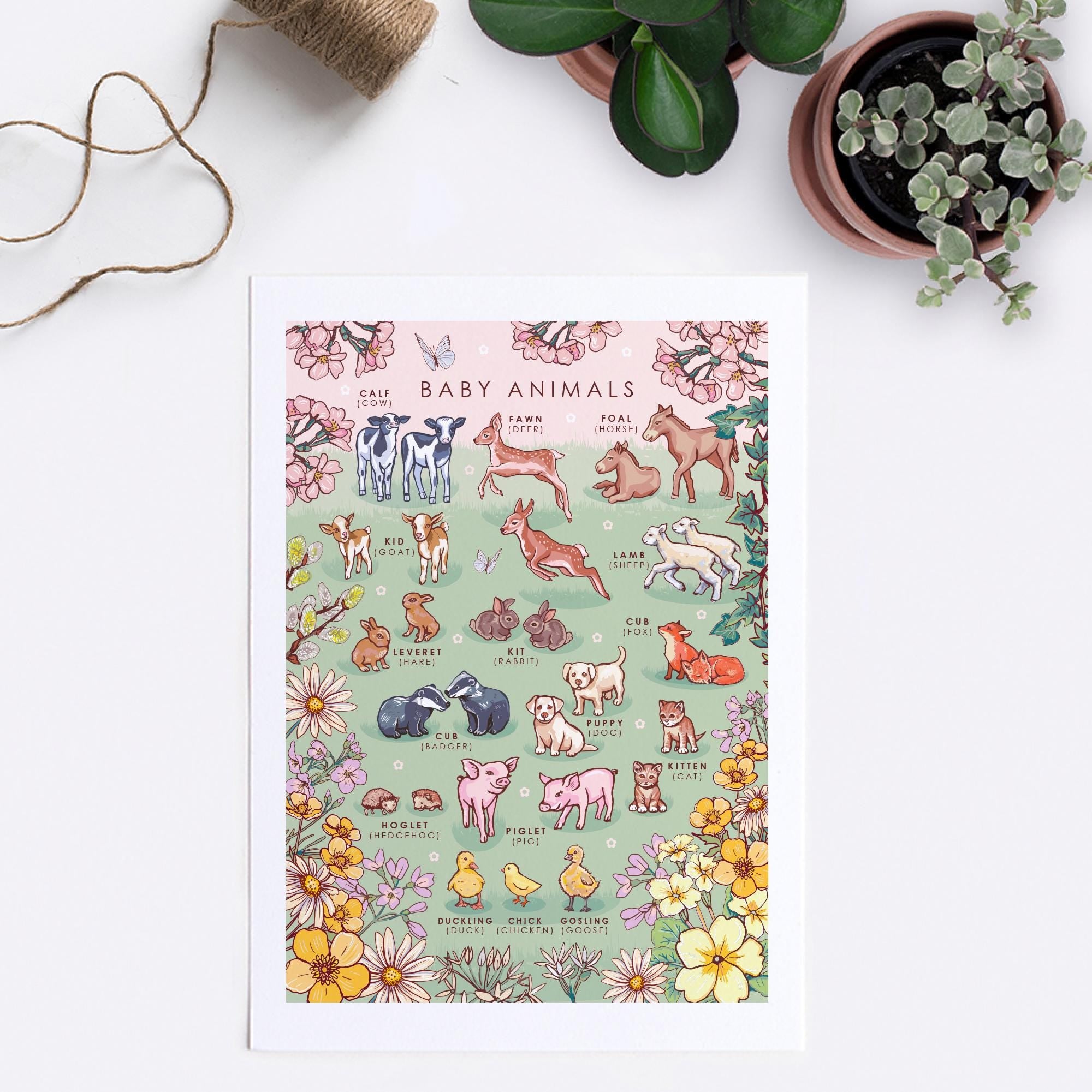 Baby Animals Nature Guide Wall Art Print